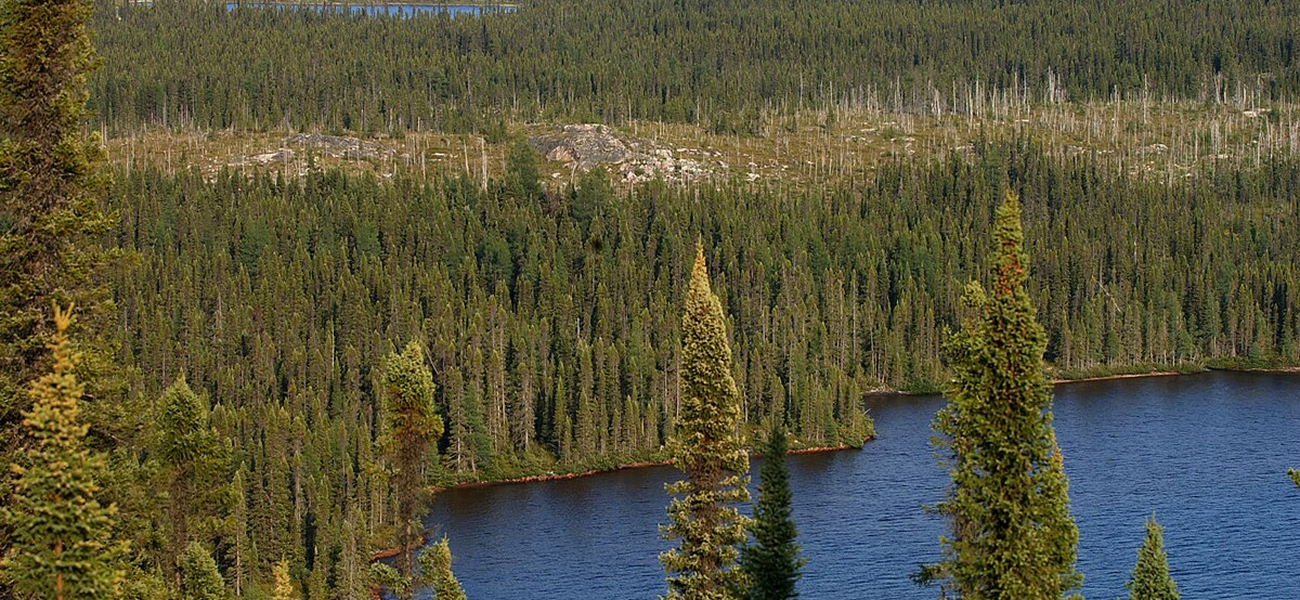 Fire in Boreal Ecosystems