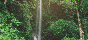 A tall, narrow waterfall cascades down a lush, green forest cliff surrounded by dense tropical vegetation and sunlight filtering through the trees.