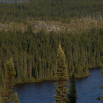 A dense forest of evergreen trees lines the edge of a dark blue lake, with more trees stretching into the distance under a clear sky.