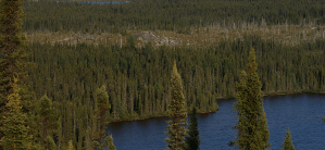 A dense forest of evergreen trees lines the edge of a dark blue lake, with more trees stretching into the distance under a clear sky.