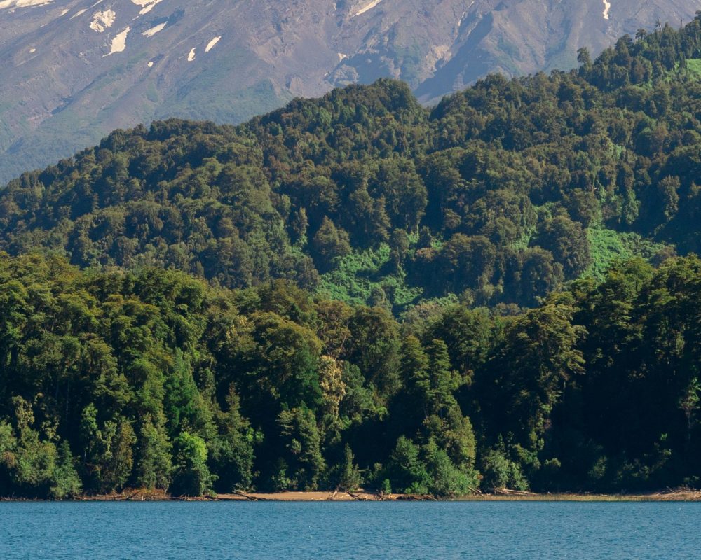 Snow-capped volcanic mountain rises above dense green forest with a clear blue lake in the foreground, under a clear sky.