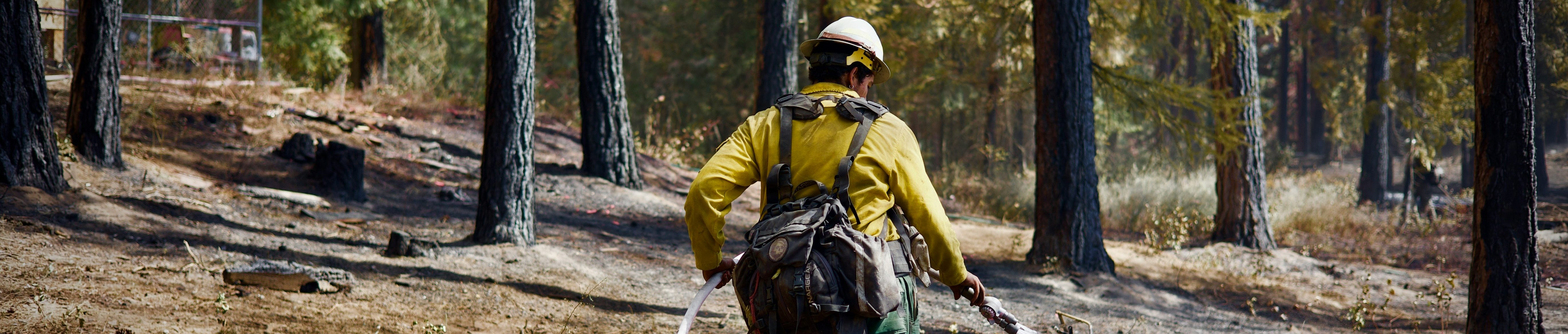 A firefighter in yellow protective gear sprays water on a smoldering log in a forest, surrounded by tall trees and scorched ground after a wildfire.