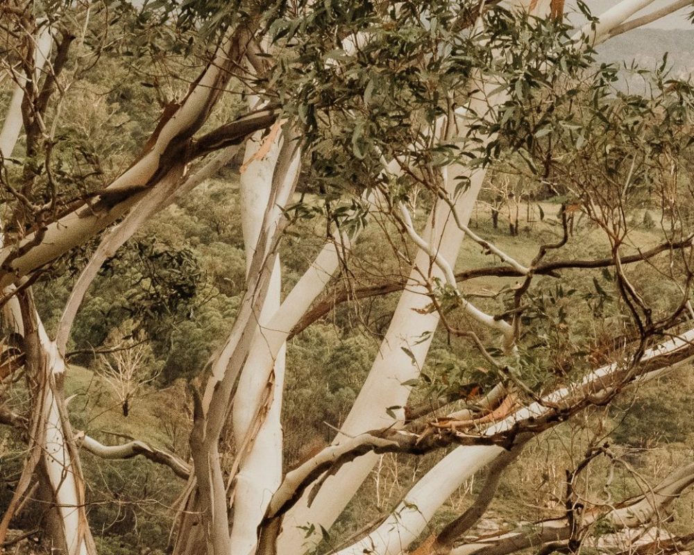 A large eucalyptus tree with peeling bark stands on a grassy hillside, overlooking a rocky cliff and dense green forest under a cloudy sky.