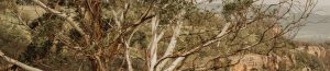 A large eucalyptus tree with peeling bark stands on a grassy hillside, overlooking a rocky cliff and dense green forest under a cloudy sky.